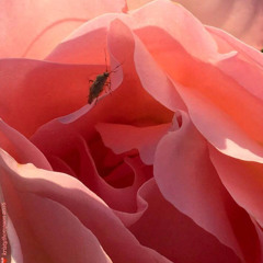 She Flows Into You