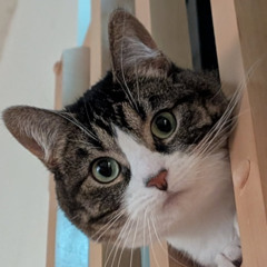 Catrovert - (608 Lost Loft Sessions -4)