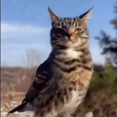 Dänce Mit de Gänse [10 Follower Special]