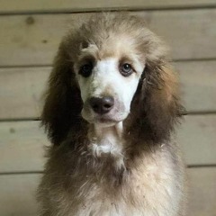 Mørke Sjel - MERCY!