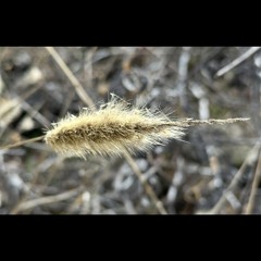spikelets