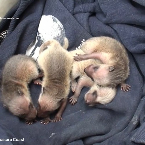 Stream episode AAAC Wildlife Removal Treasure Coast - Raccoon Trappers