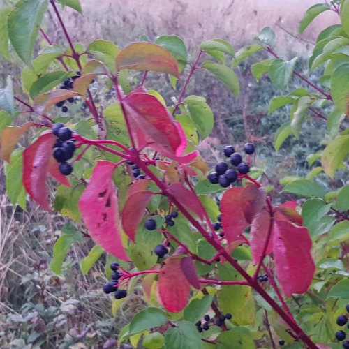 (B) Heil Code Klang Saskia