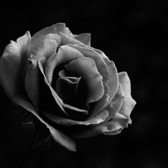 THE ROSETTE OF VICTORY