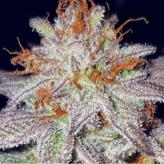 2 𝕳𝖎𝖌𝖍 𝖋𝖔𝖗 𝕳𝖊𝖑𝖑