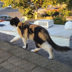 adore you - bryant barnes (guitar cover)