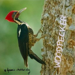 Woodpecker