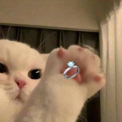meow