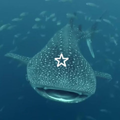 pov: ur a whale shark inhaling krill in the ocean