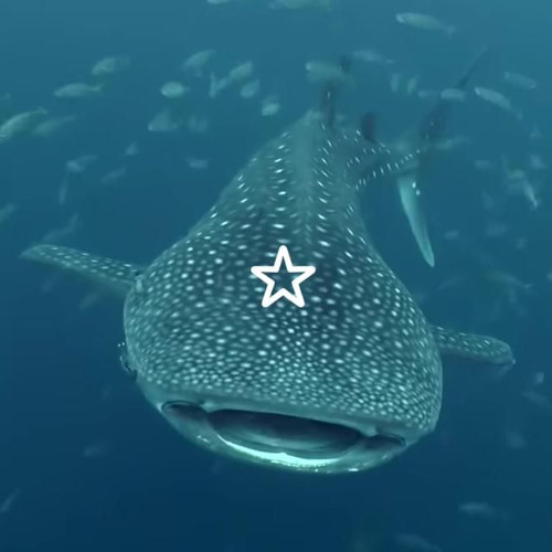 pov: ur a whale shark inhaling krill in the ocean
