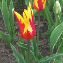 Dusome Guerra - flowers