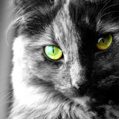 Shinedown - Amaryllis cover