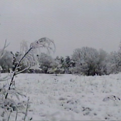 trees & always november - snow