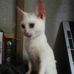 Dom song 6  m1 70221 -001.mp3