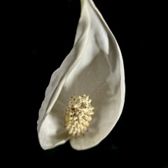 Cita Sonica con Lillypalooza - Frisky Flower Generated Plant Jazz