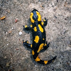 SALAMANDRE
