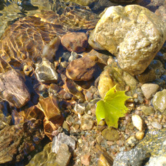 DEVO13 - Floating Leaf