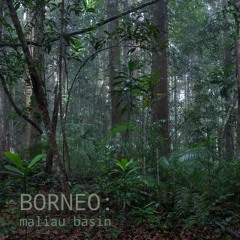 Borneo: Maliau Basin - Album Sample