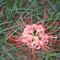 yeong die changed my bpm