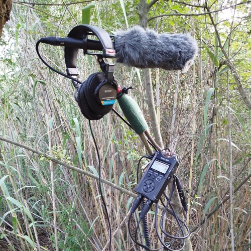 Nido Azor(Accipiter gentilis) 29-06-2023.wav