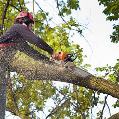 Tree Service and Shrub Care in Calgary Alberta - Evergreen Ltd