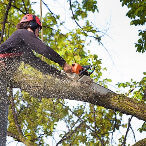 Tree Service and Shrub Care in Calgary Alberta - Evergreen Ltd