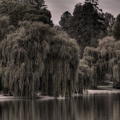 Willow