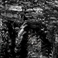 Samuele CYMA - Afrodisia