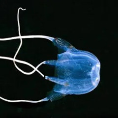 jellyfish
