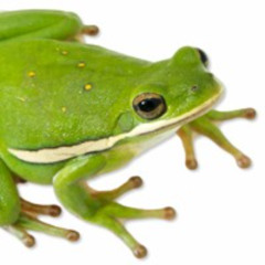 Green Treefrog (Hyla cinerea)