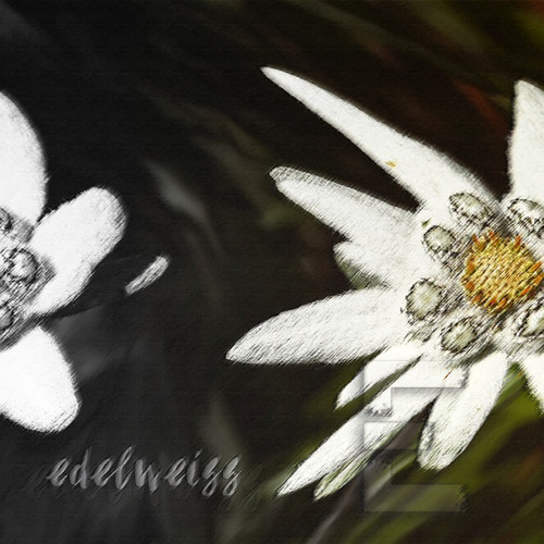 Edelweiss