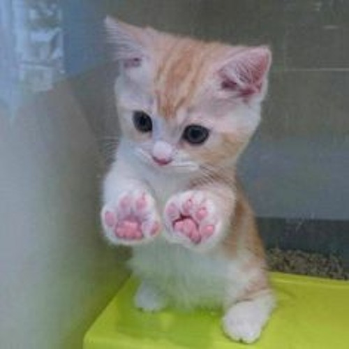 Stxlkin- funee kittee gif