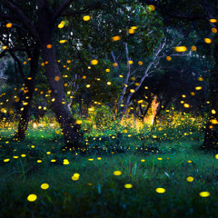 Fireflies and Raindrops