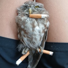 пиздатые фонки с тт