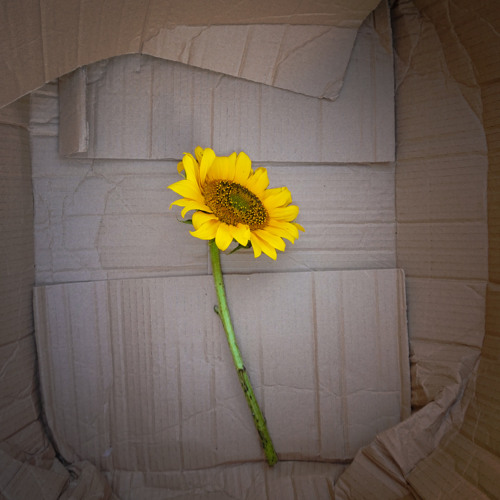 Manuel Leandro x Nam San Fong Complemento - Complemento Circunstancial