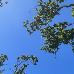 OliveDay snippet