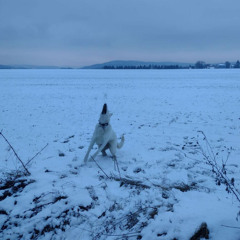 staying away so we die out (micco)