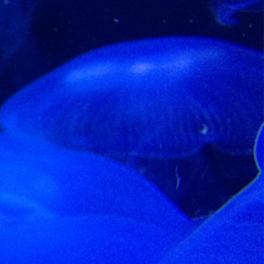 deeper dive lounge II