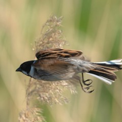 Common Reed Bunting