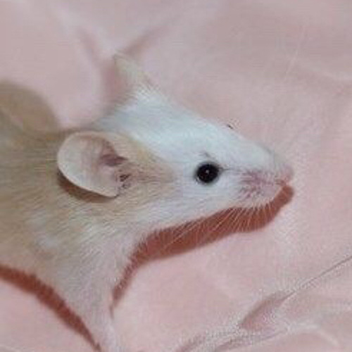 Black Plague Song (Fleas on rats)