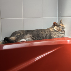 as i lie here bleeding out, i’ll make sure to think of you