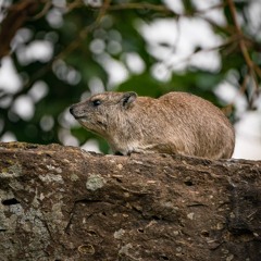 Rock Hyrax calling at Gorge