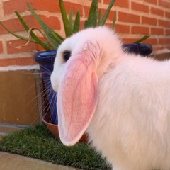 Cosmic Star RooT Perla