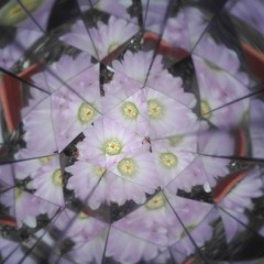 2 - Connected Illusions