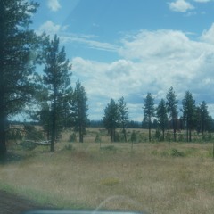 Guilt For The Lazy Dog