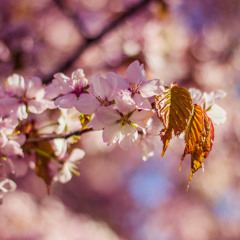 When spring comes again (2021)