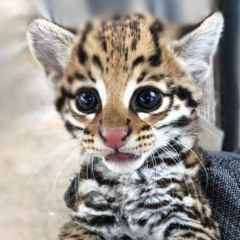 2024.09.28 VORTEX FESTIVAL Portugal