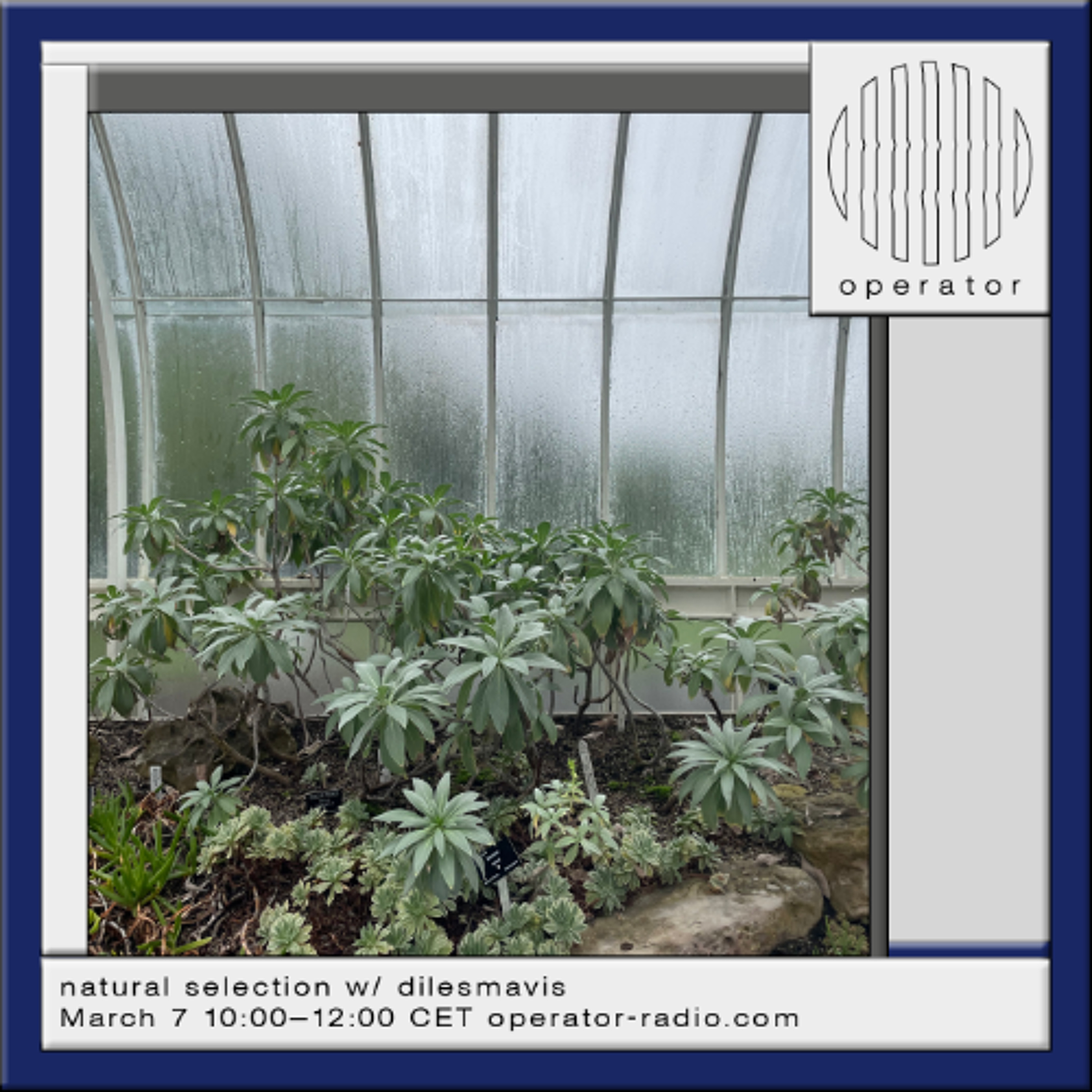 natural selection w dilesmavis - 7th March 2026 episode artwork