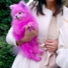 rian brazil - puppy on a leash