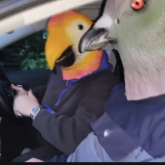 MC Pigeon x Big Parrot